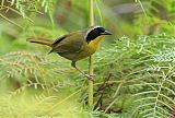 Bahama Yellowthroatborder=